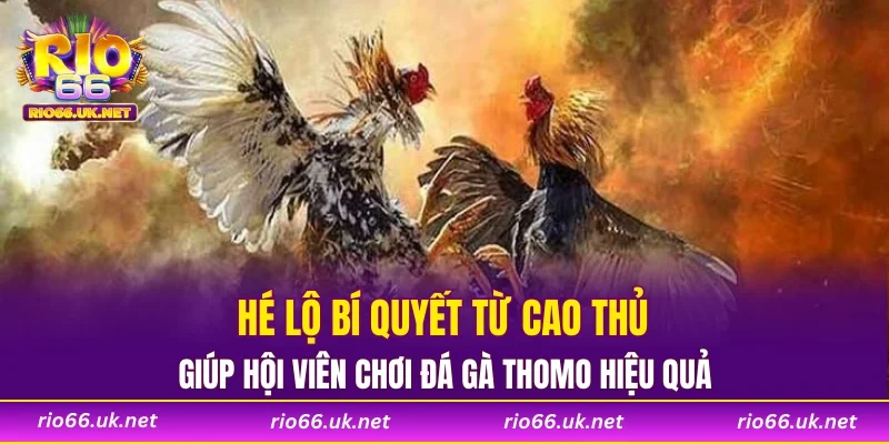 Hé lộ bí quyết từ cao thủ giúp hội viên chơi đá gà thomo hiệu quả