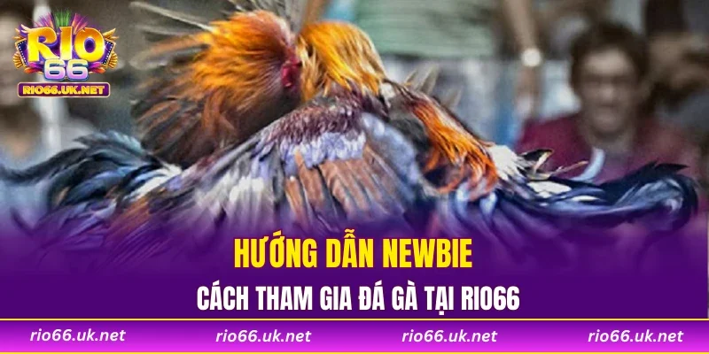 Hướng dẫn newbie cách tham gia đá gà tại RIO66