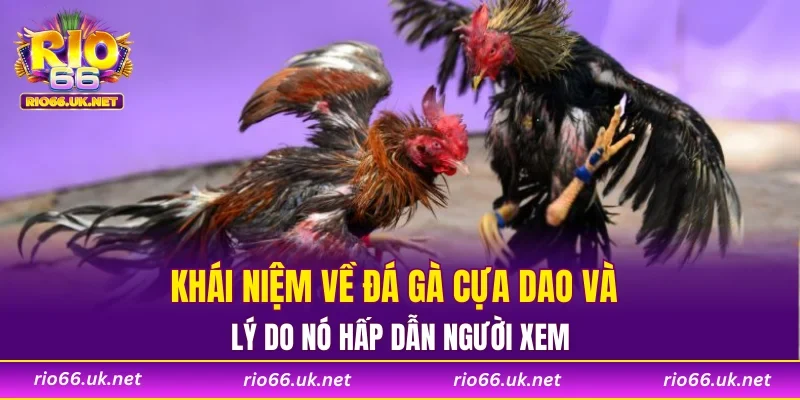 Khái niệm về đá gà cựa dao và lý do nó hấp dẫn người xem