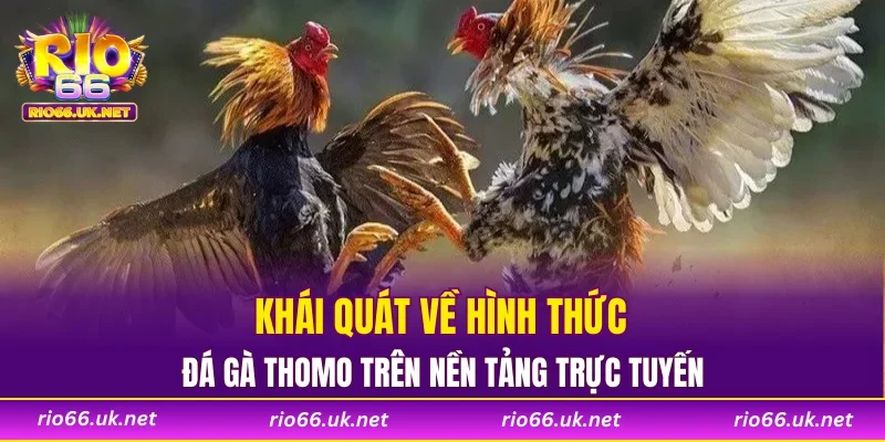Khái quát về hình thức đá gà Thomo trên nền tảng trực tuyến