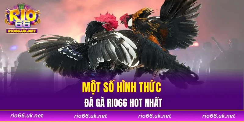 Một số hình thức đá gà RIO66 hot nhất