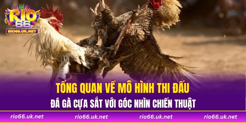 Tổng quan về mô hình thi đấu đá gà cựa sắt với góc nhìn chiến thuật